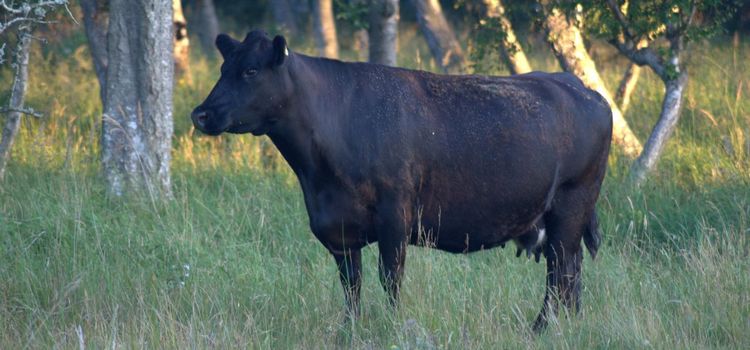 Därför hittar bromsarna mörka kor även i mörkret
