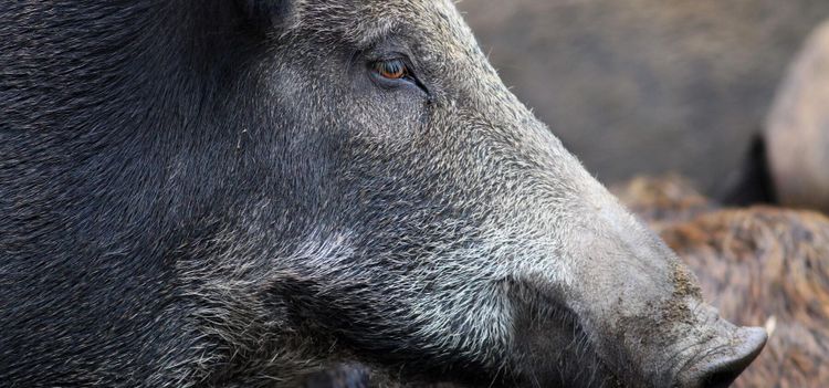 Vildsvin jagar bort lantbrukarna från deras gårdar