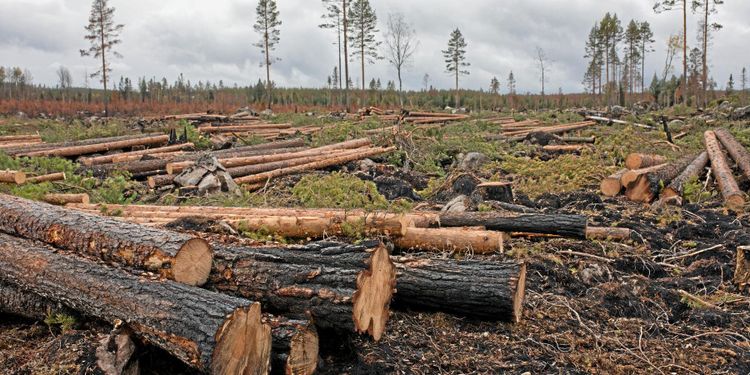 Kamp mot klockan att ta hand om brandvirke