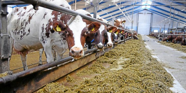 Foderbrist: Helsäd är ett bra alternativ