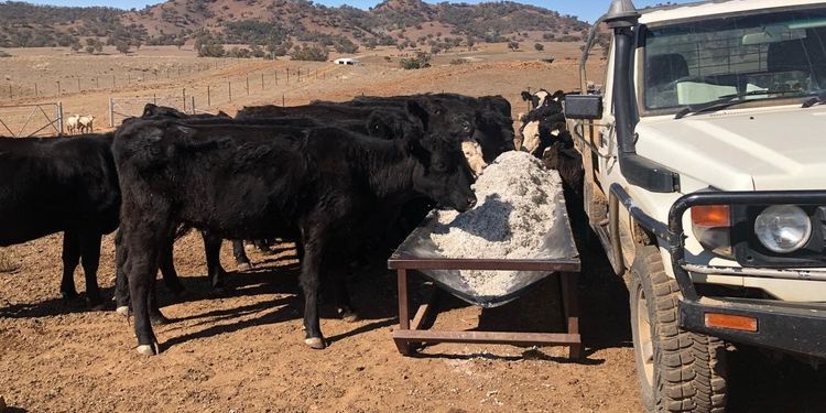 Historisk torka pressar Australiens bönder
