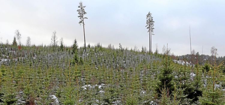 Skogsföretag värst drabbade av konkurser