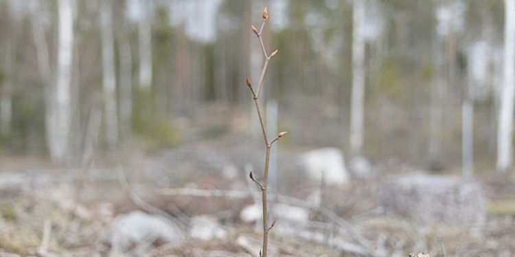 Svensk bok odlas i Tyskland