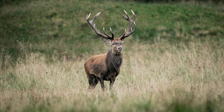 Viltstammarna växer – ungskogarna minskar
