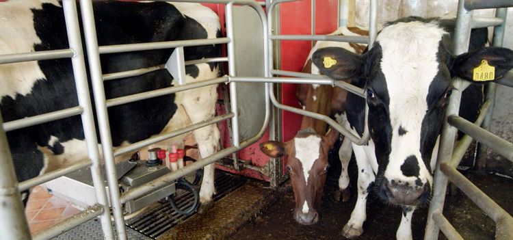 Danska bönder kan sälja mjölk på börsen