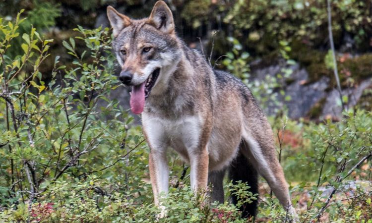 Inget tjänstefel i utredning av jaktbrottshärva