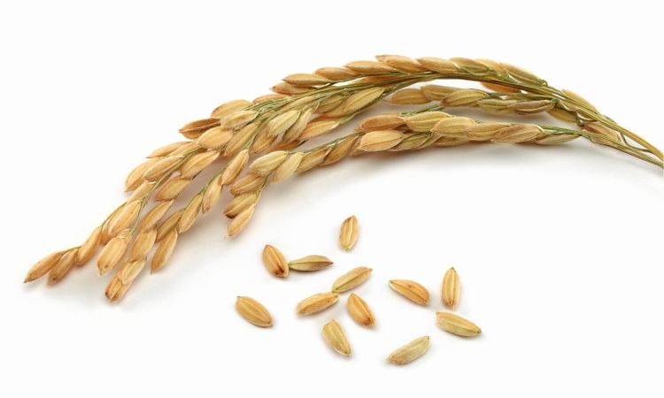 Se möjligheterna med GMO