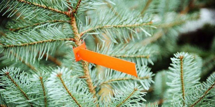 Ikea skippar granhandel i år