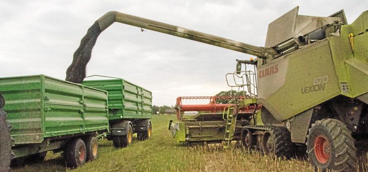 Därför minskar arealerna för höstraps