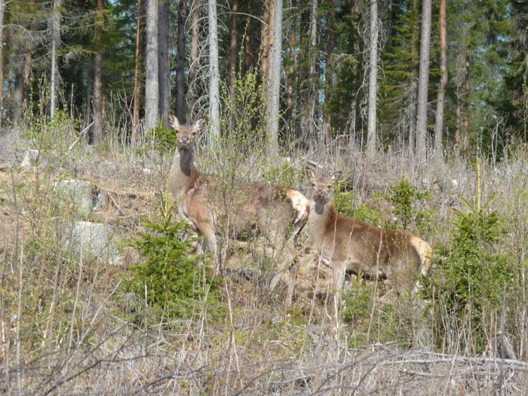 Vi behöver längre jakttid för kronvilt