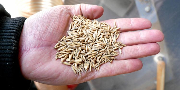 Lägre pris på grynhavre kan bädda för lagring