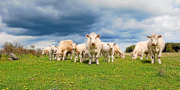 ”LRF släcker gnistan”