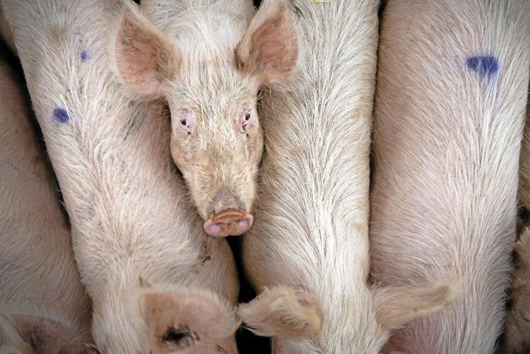 Danskt grispris på väg ner