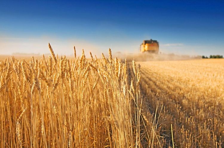 Regnet lyfter rysk veteproduktion