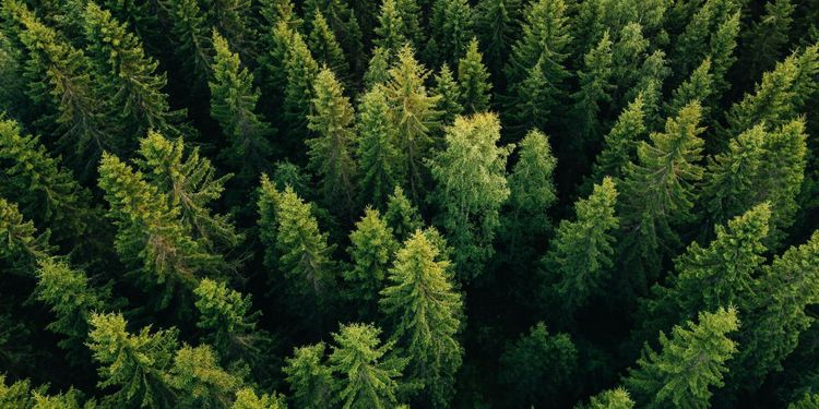 Så ser skogsjättarnas klimatplaner ut