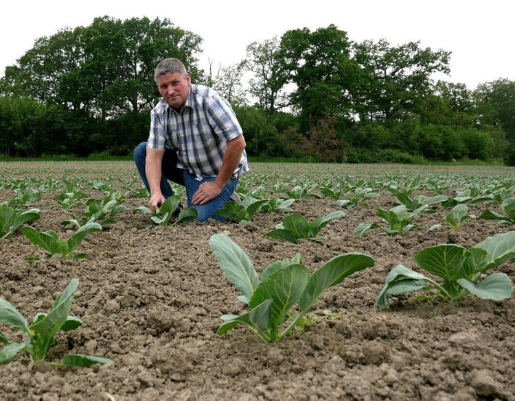 Spontan satsning på grönsaker: ”Måste våga chansa”