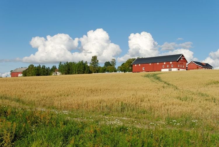 Det har blivit både färre ekologiska gårdar och mindre ekologisk areal för matproduktion i Norge.