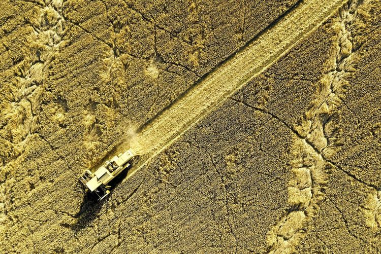 Havrelass överskrider DON-värde