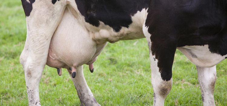 Ny mjölksvacka att vänta