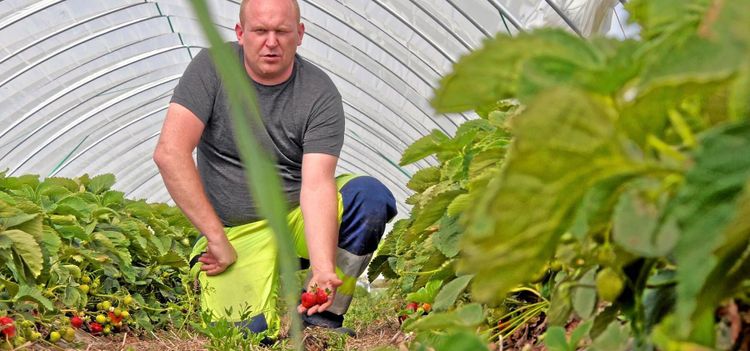 Premiär för årets jordgubbar