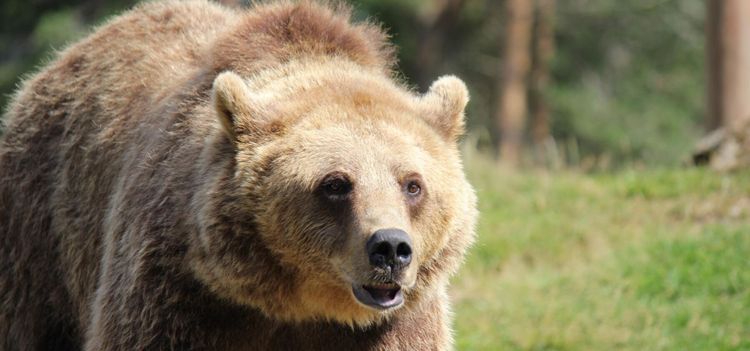 Jagad av björn - räddad av traktor