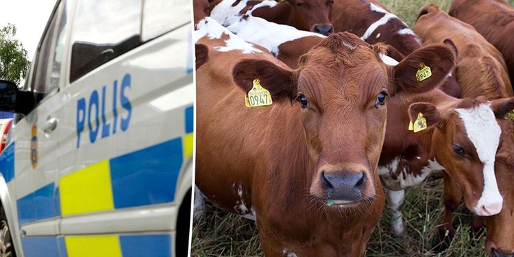 Rädsla för hot får Arlabönder att vilja sluta