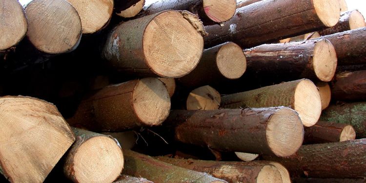 Mellanskog sänker timmerpriset