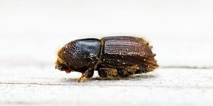 Vill vidga kampen mot borrarna