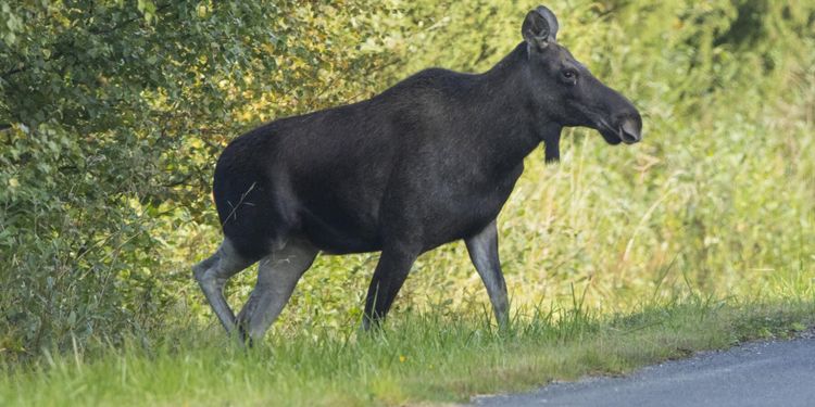 ”Bilisten – den nye jägaren på Riksettan”