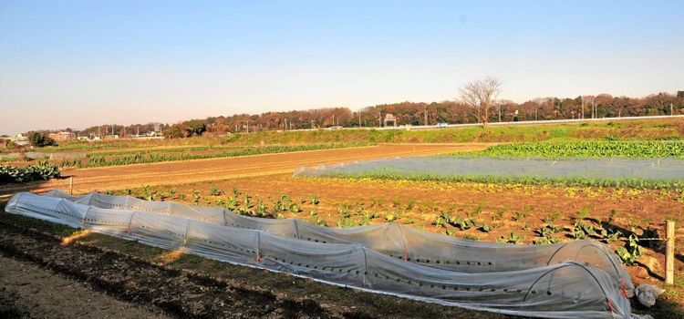 Börsmäklare sadlade om till grönsaksodlare