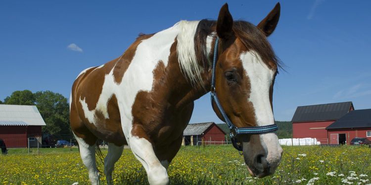 Hästföretag gynnar den psykiska hälsan