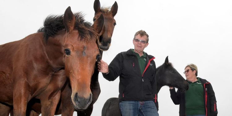 Travhästuppfödarna: Så mycket kostar ett föl