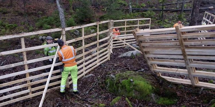 Trästängsel skyddar ekplantering