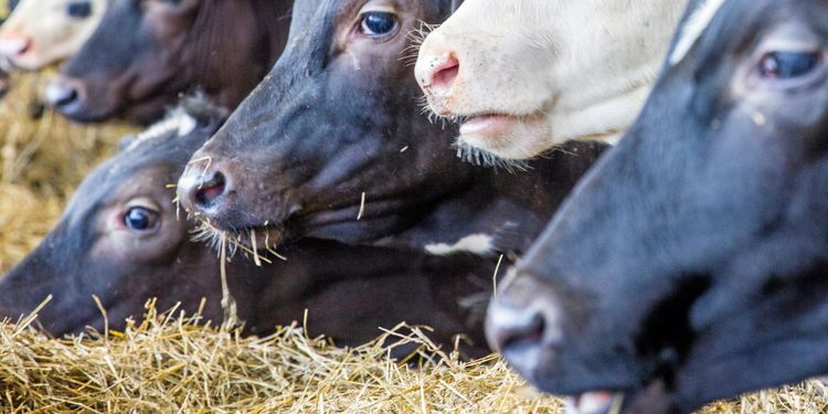 Stabil lönsamhet för svenskt lantbruk