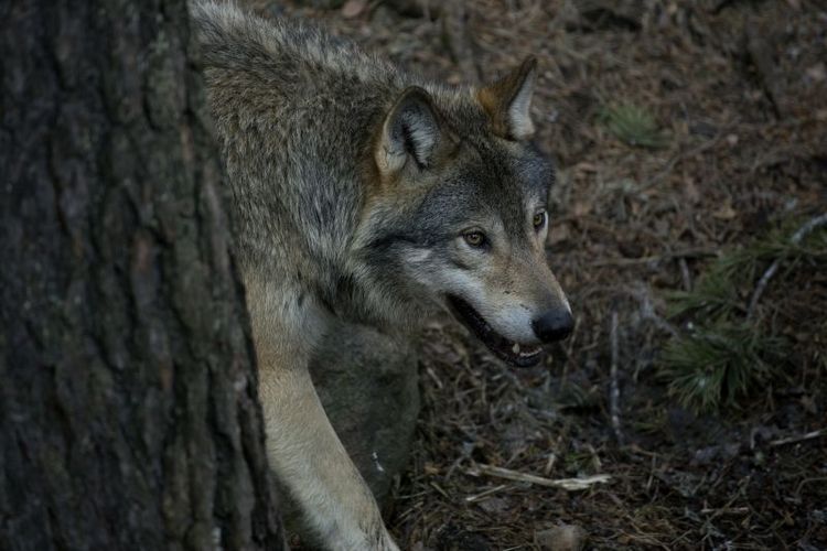 Värmlänningarna vill ha färre vargar än vad som finns i den svenska populationen i dag visar en undersökning. Arkivbild.