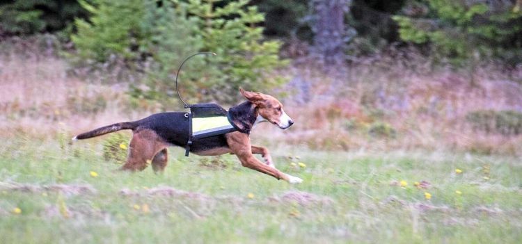 Populär jakt tappar formen