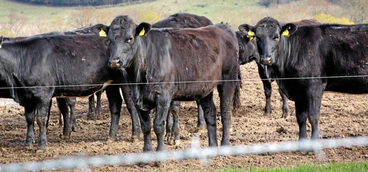 EU sägs sockra handelsbud med nötkött