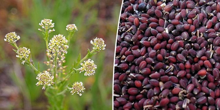 Fältkrassing kan ge bonden både bränsle och foder