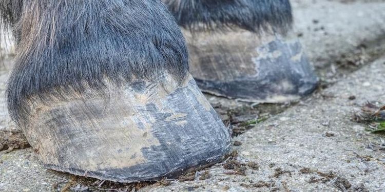 Häst tvingades avlivas – hovslagare anmäls