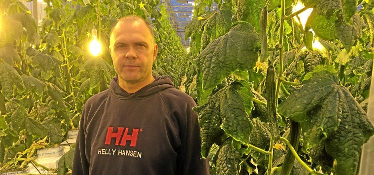 Lamporna ger gurka året om