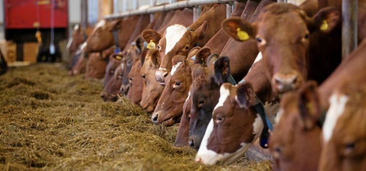 Bonden om foderbristen: "En rysare"