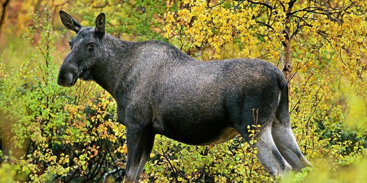 Jägareförbundet vill rädda älgen