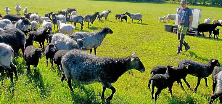 Fårägare oroas av ökade angrepp