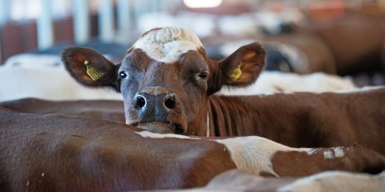 ”Misstag av Arla att räkna bort de små mjölkbönderna”