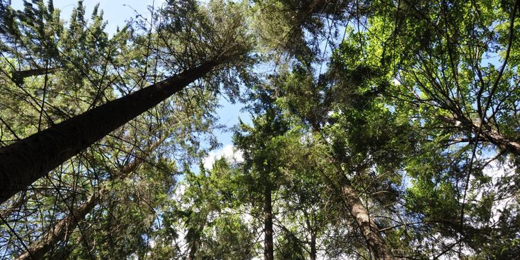 Mer pengar till regionala skogsstrategier