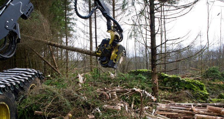 Kritik mot skogsprogrammet