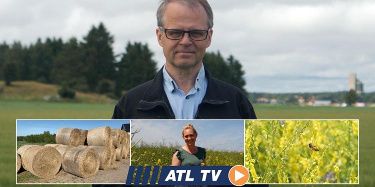 ATL TV: Fullt surr i Brunnbys mellangrödor