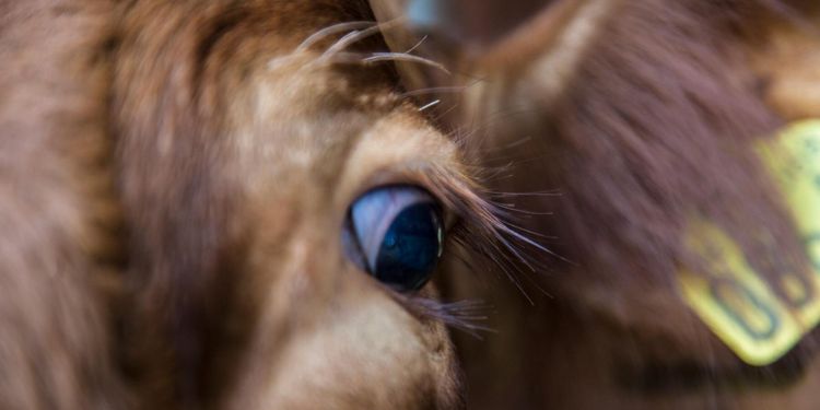 Förrymd tjur avlivades utanför Linköping