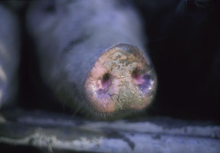 Böter för falska köttintyg