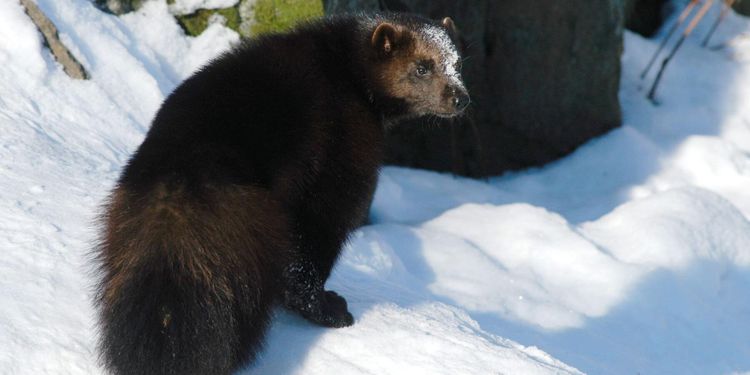 Få fällande domar för rovdjursjakt